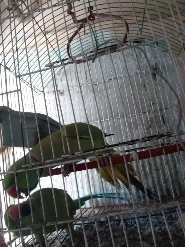 Ringneck Parrots 1