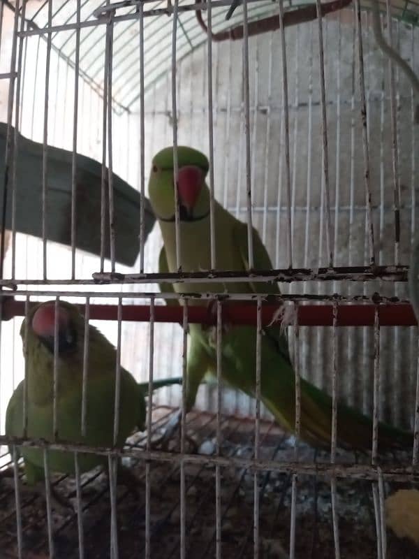 Ringneck Parrots 2