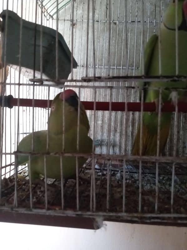 Ringneck Parrots 3