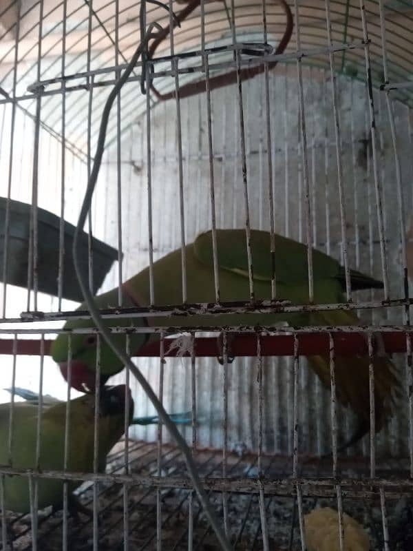 Ringneck Parrots 4