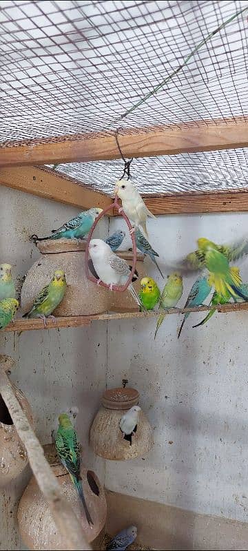 Australian budgies 0