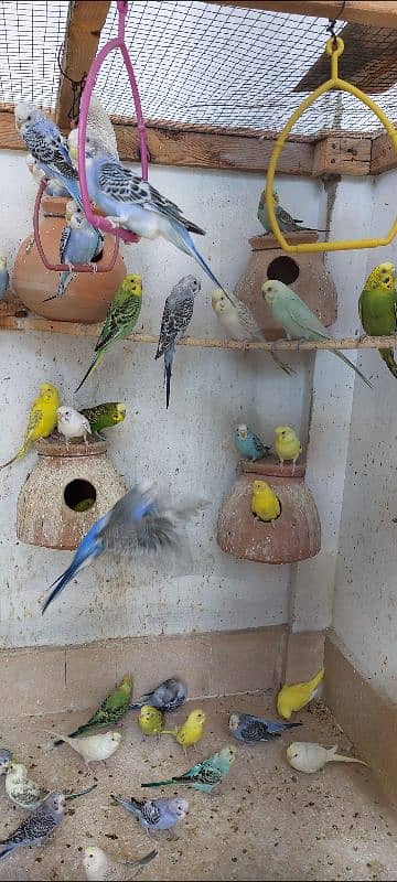 Australian budgies 1