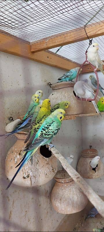 Australian budgies 2