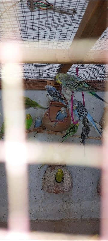 Australian budgies 4