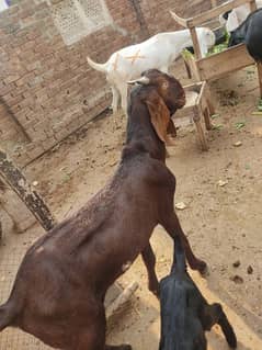 Bakra