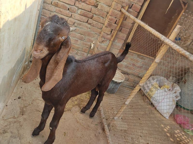 Bakra Qurbani 2025 1