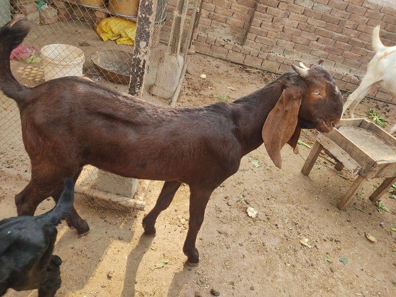 Bakra Qurbani 2025 5