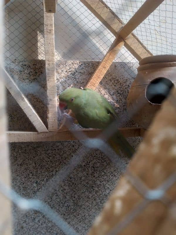 Green Parrot 1