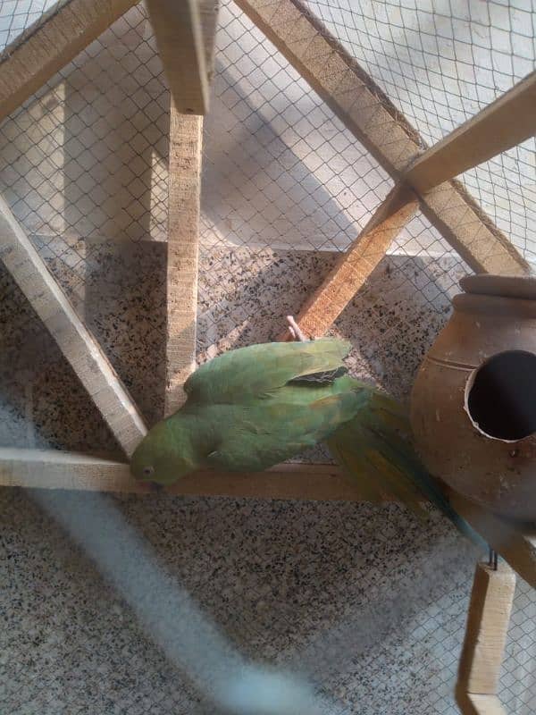 Green Parrot 2