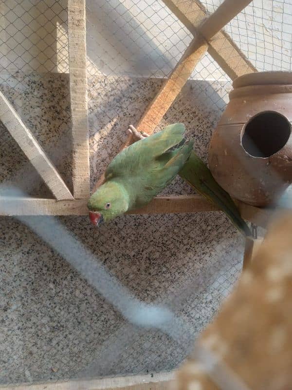 Green Parrot 4