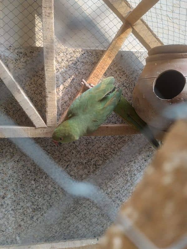 Green Parrot 5