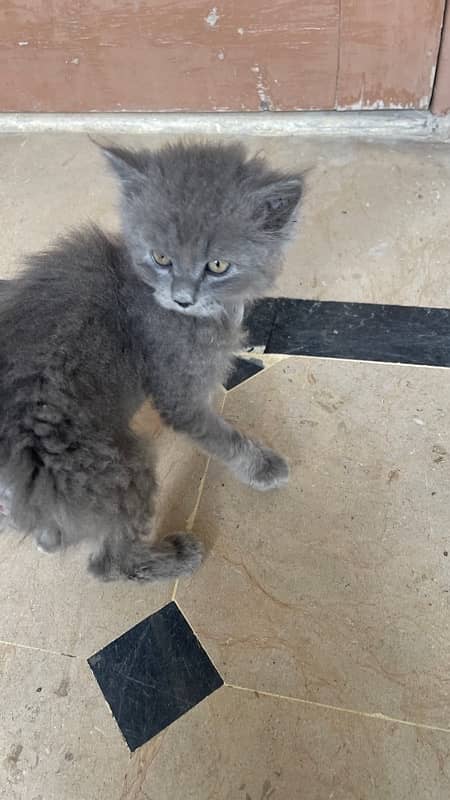 Persian Cat Grey Color Male 2 month old 0