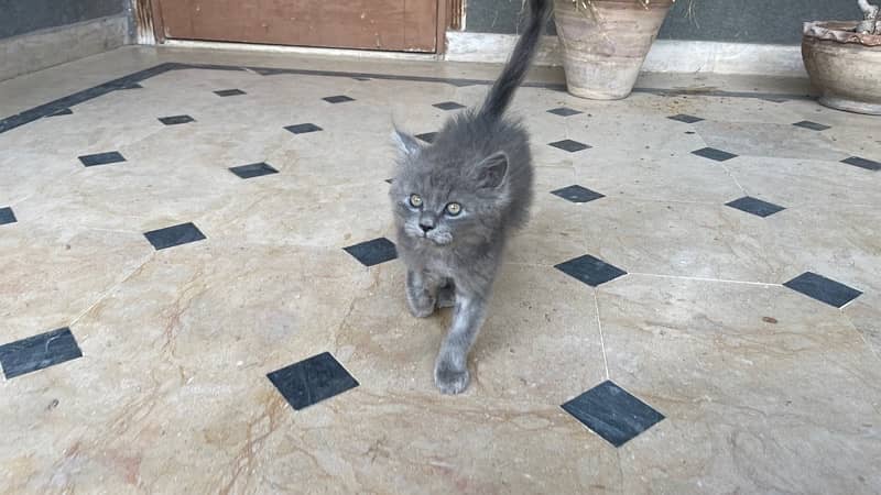 Persian Cat Grey Color Male 2 month old 1