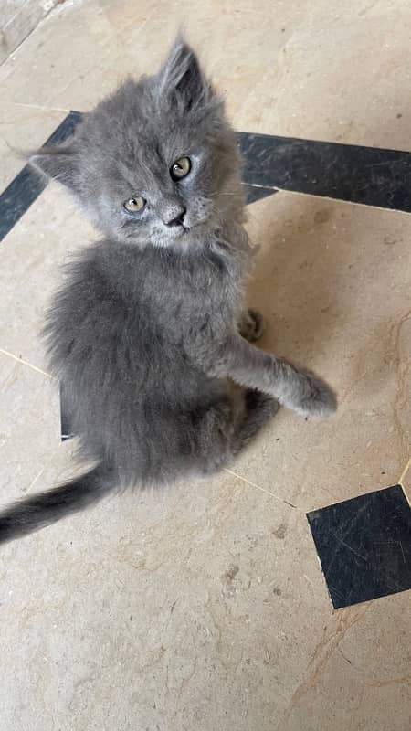 Persian Cat Grey Color Male 2 month old 2