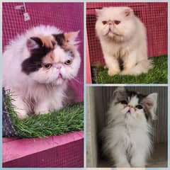 Piki van calico female imported cat/ kitten available for sale