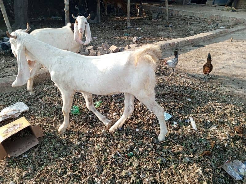 GULABI BAKRAY 60000/ goat 0