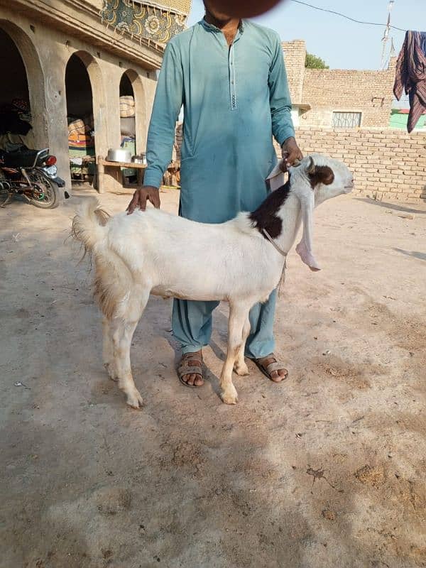 GULABI BAKRAY 60000/ goat 1