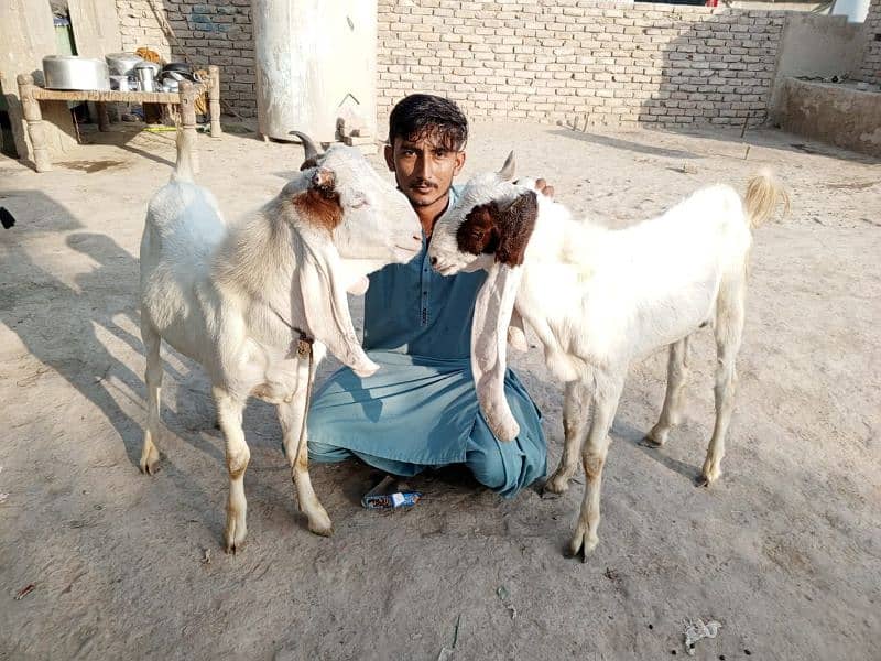 GULABI BAKRAY 60000/ goat 2