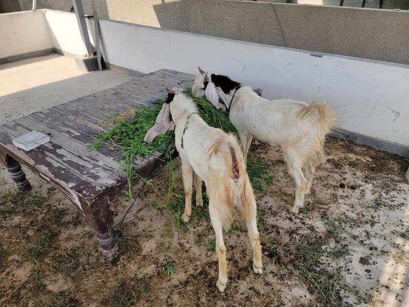 GULABI BAKRAY 60000/ goat 3