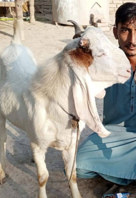 GULABI BAKRAY 60000/ goat 4