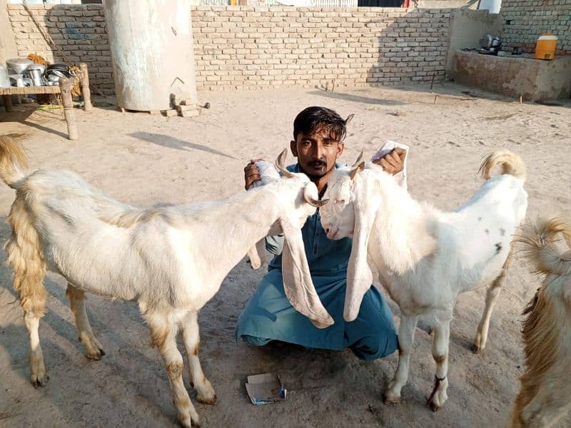 GULABI BAKRAY 60000/ goat 8