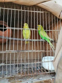 Crust breeder pair for sale with cage and doli