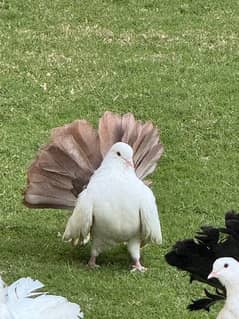 healthy birds