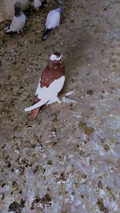 baloon pigeon female