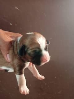 Top Quality Shihtzu Puppies/ shihtzu pair for sale