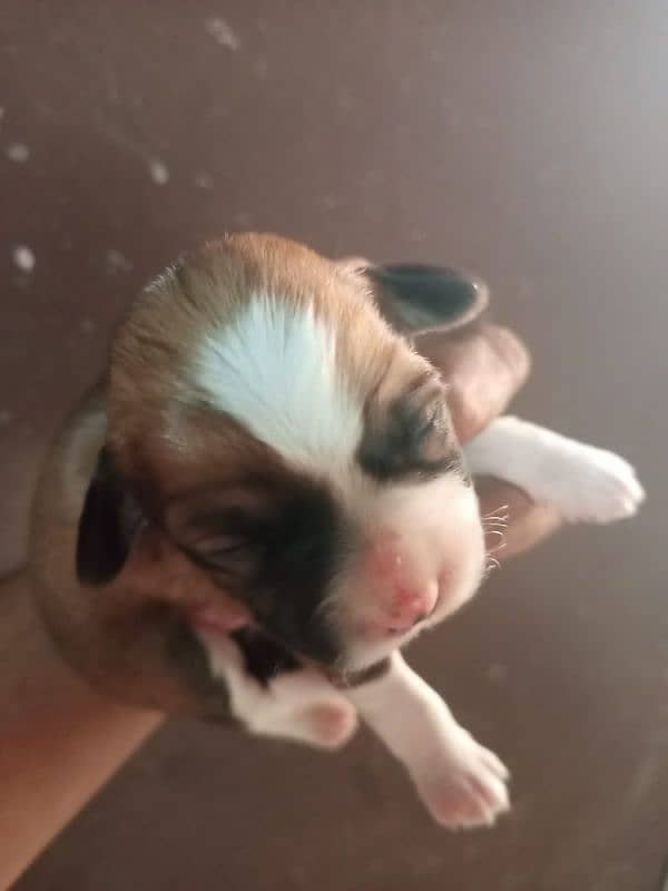 Top Quality Shihtzu Puppies/ shihtzu pair for sale 1