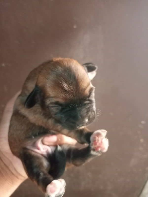 Top Quality Shihtzu Puppies/ shihtzu pair for sale 3