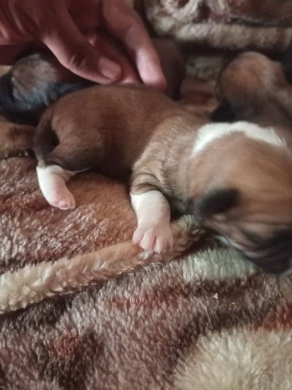 Top Quality Shihtzu Puppies/ shihtzu pair for sale 6