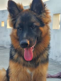 German shepherd 5 month puppy