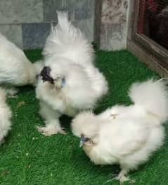 white silky chicks