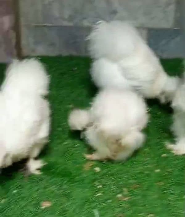 white silky chicks 1