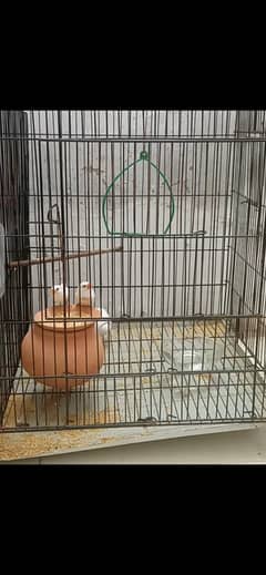 Snow -White Finches Pair Available With Cage