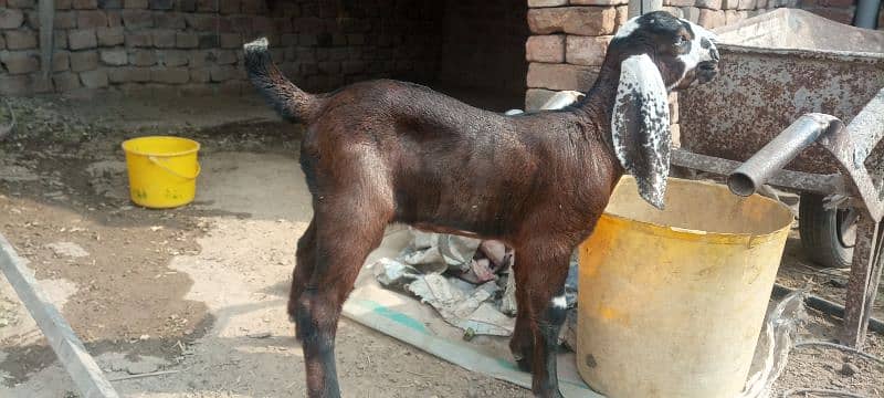 Bakri or pathe 4