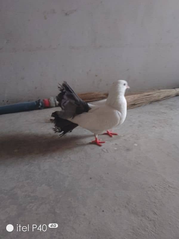 female for sale urgent sale Karni hai confrim breeder female hai 4