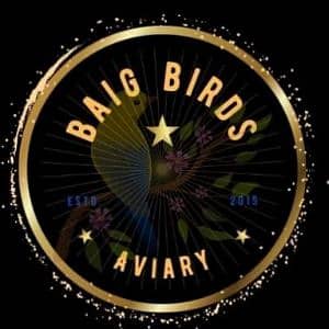 BaiG-BiRDs