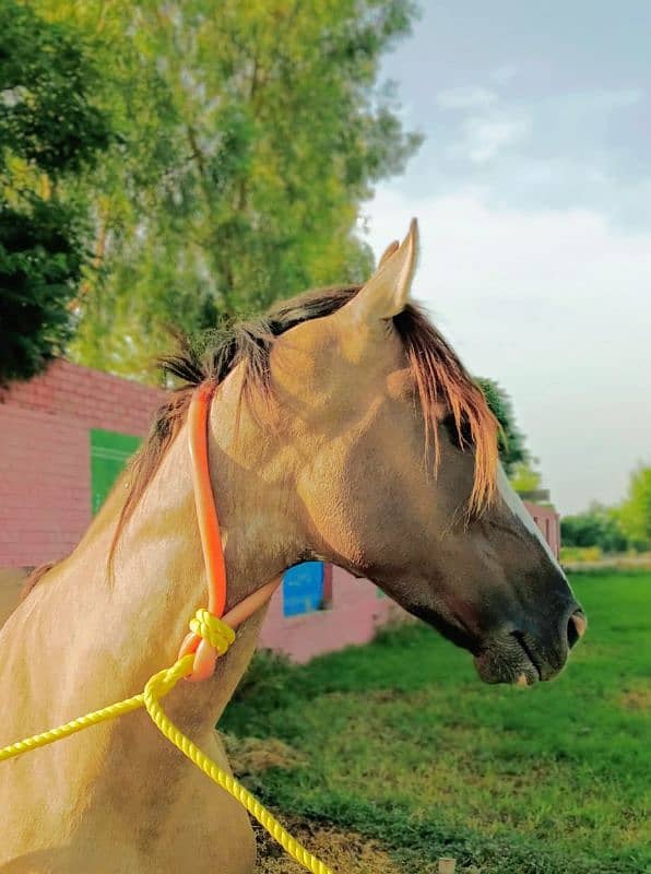 5 kiliyaan golden colour horse name fakhry bun 1