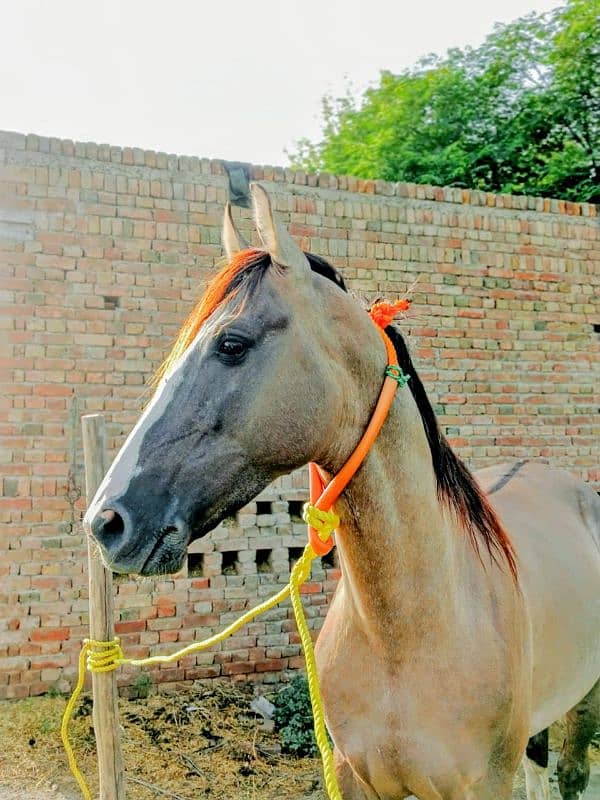 5 kiliyaan golden colour horse name fakhry bun 2