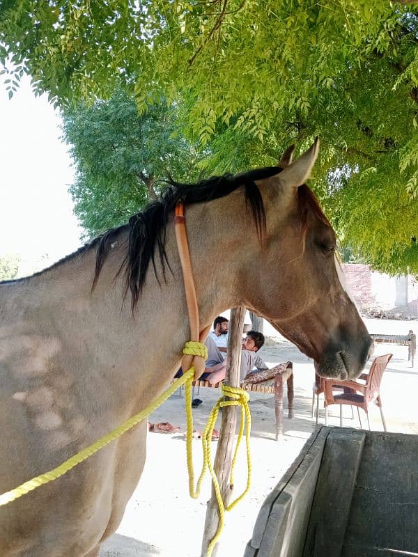 5 kiliyaan golden colour horse name fakhry bun 3