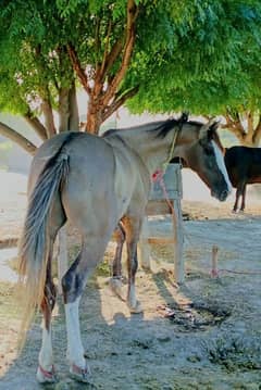 5 kiliyaan golden colour horse name fakhry bun