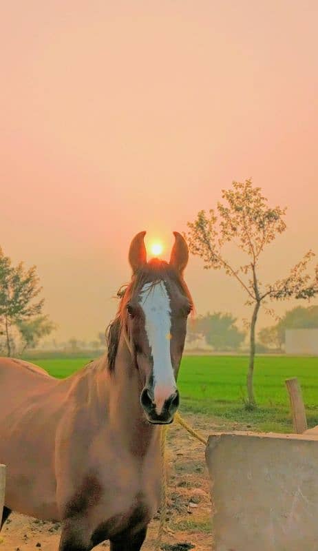 5 kiliyaan golden colour horse name fakhry bun 5