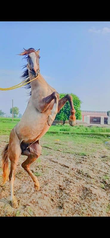 5 kiliyaan golden colour horse name fakhry bun 6