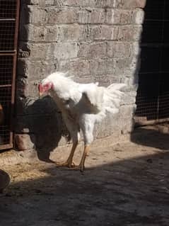 White O Shamo /Aseel pathy /king size/ shamo chicks/high Quality shamo