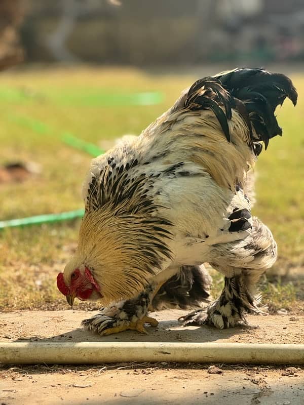 Brahma male Age 1.5 year 1