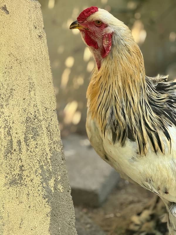 Brahma male Age 1.5 year 6