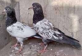 Teddy Pigeons