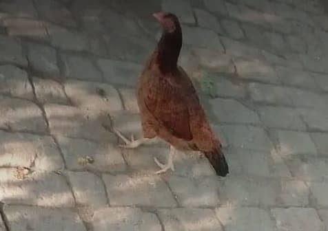 Aseel hens and cock for sale 3